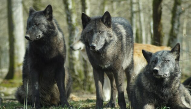 Copertina dell’articolo sulle personalità predatorie e la manipolazione nelle relazioni